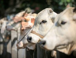 Bolehkah Panitia Kurban Mendapat Jatah Daging?