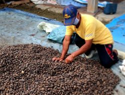 Mete Masuk Komoditas Unggulan Perkebunan Sultra 2025