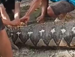 Hilang Sehari, Petani di Busel Ternyata Tewas Ditelan Piton 5 Meter