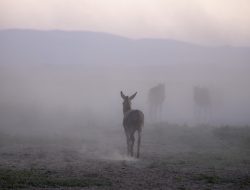Keledai Nabi Uzair Hidup Lagi Setelah 100 Tahun Meski Tinggal Tulang