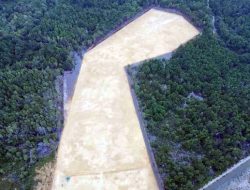 DLHK Kendari Buka Suara soal Gubernur Sultra Diduga Babat Mangrove 3 Hektare